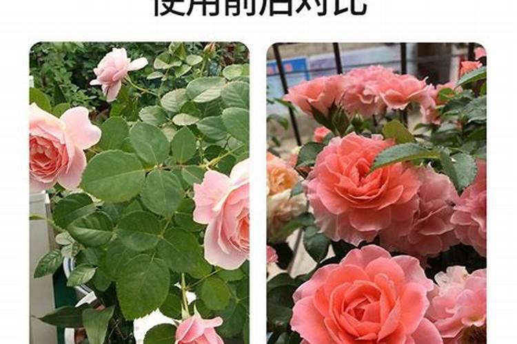 家庭无土栽培草莓怎么养