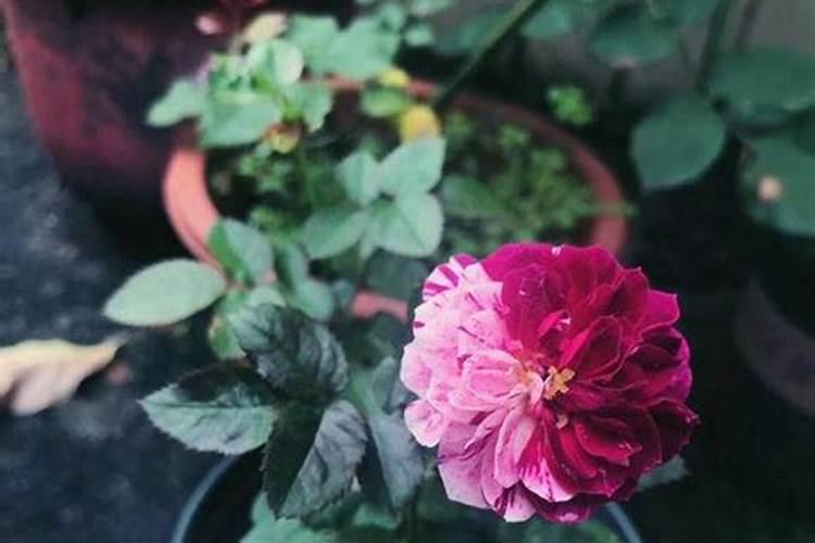 盆栽花几份停止施肥(盆花多长时间施一次肥)