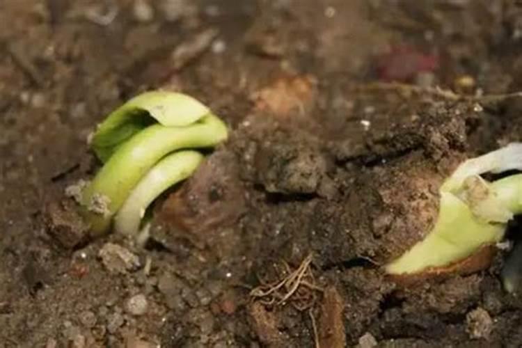 杏树结果期间应该需要上什么肥料