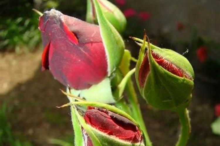 葡萄生根肥用什么好