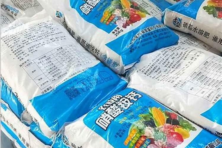 月季花可以打矮壮素吗