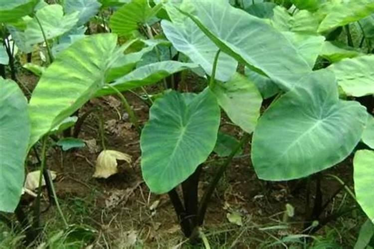 芋头控旺最佳方法