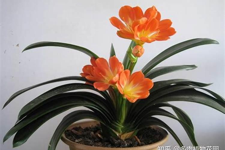 常见进口水溶肥品牌有哪些