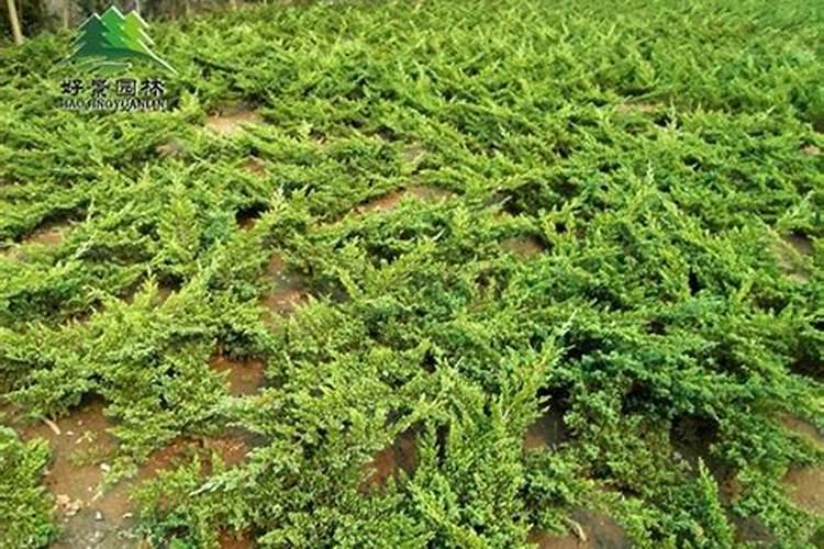 地菜的养殖方法和注意事项