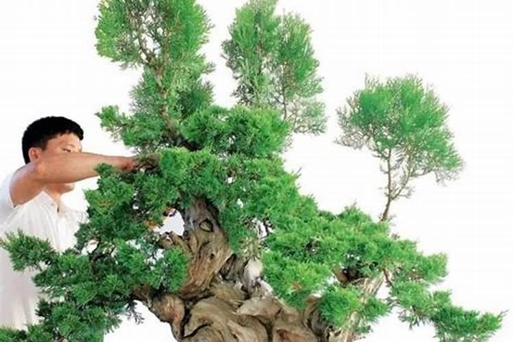 请问这是什么植物？东北怎么养？平时应该注意什么？