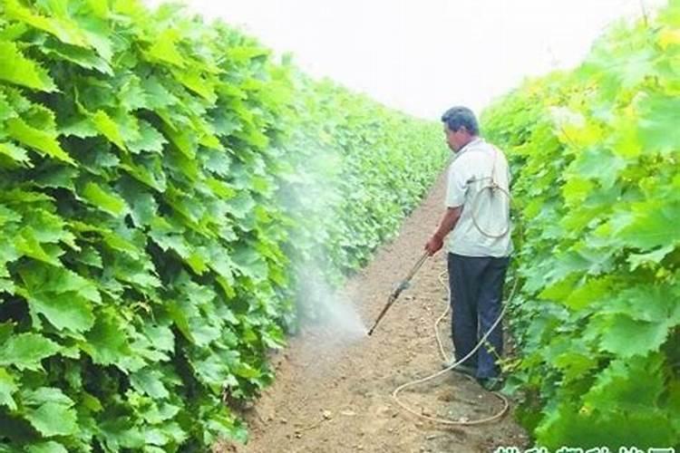 柳树秋天能施磷酸二氢钾叶面肥吗？