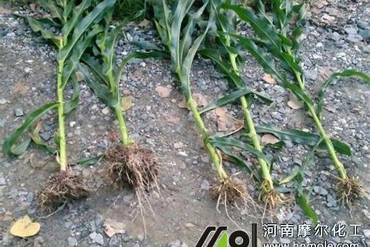 大樱桃二次膨大用什么肥