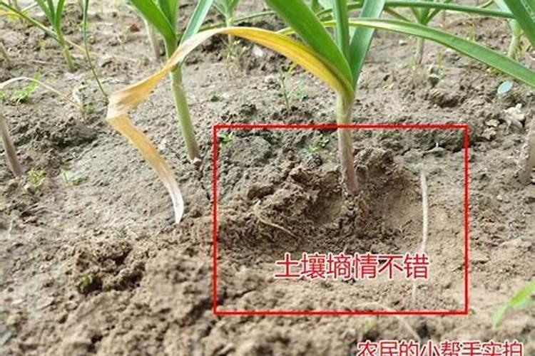 茶叶树撒肥后叶子变黄枯死怎么办？