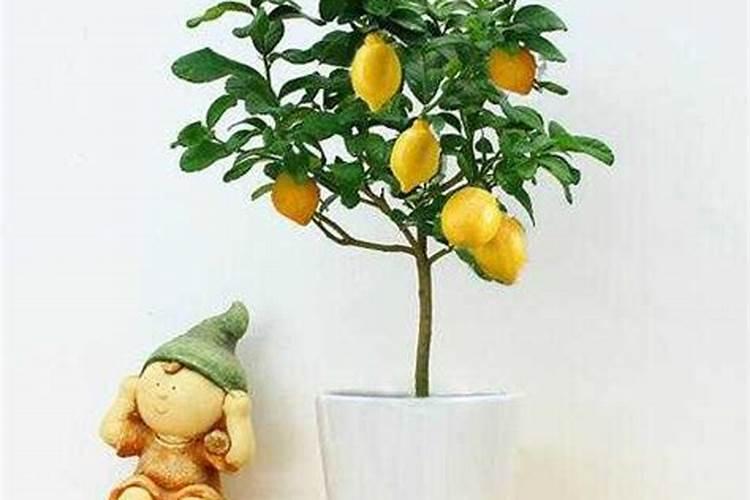 盆栽柠檬树,结果以后,需要施加什么肥料？