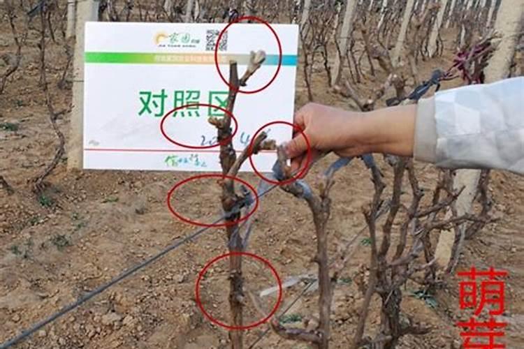 葡萄用什么药可使枝条节间变短