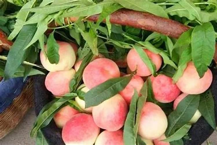 桃子为了增加甜度,施什么肥？