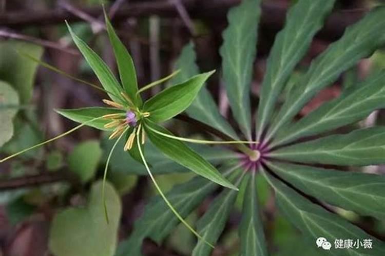 七叶一枝花怎么种植:怎么育苗、施什么肥？