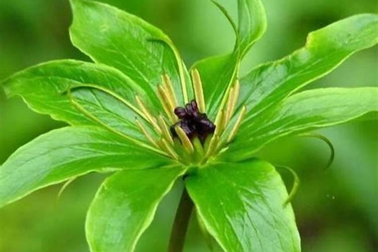 七叶一枝花怎么种植:怎么育苗、施什么肥？