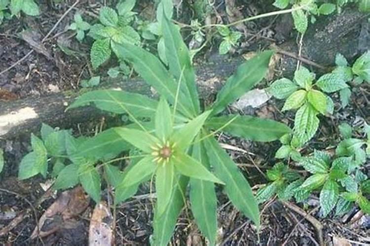 重楼苗用什么肥料好？