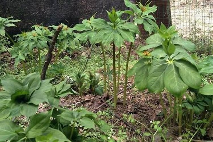 七叶一枝花种植方法