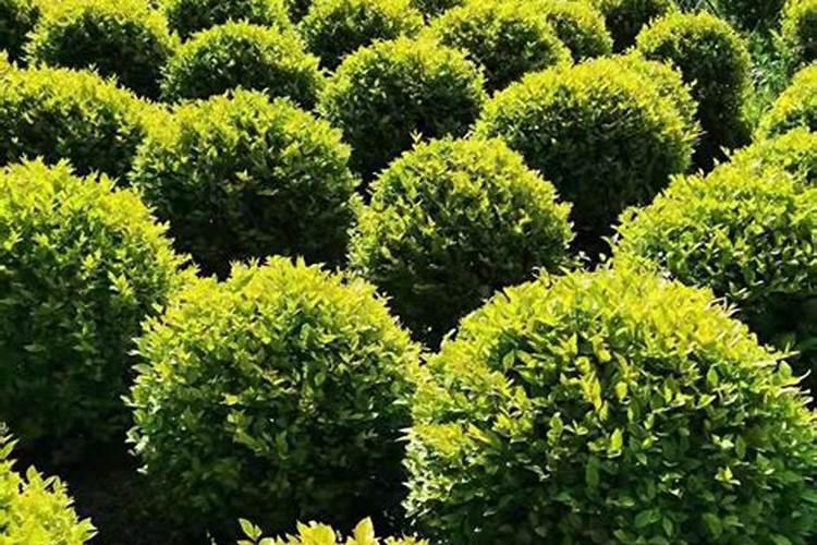 灌木和草坪养护施什么肥料