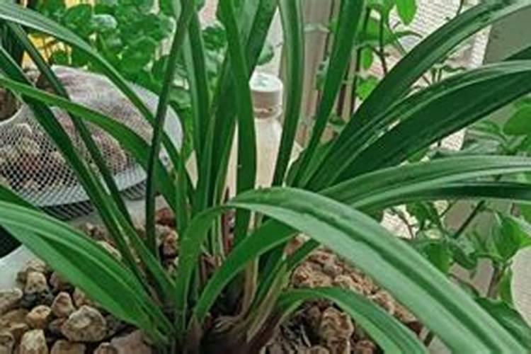 建兰的施肥方法