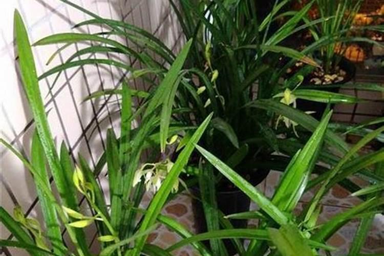 建兰冬天怎么浇水