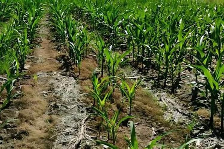 100斤老三样化肥配方玉米