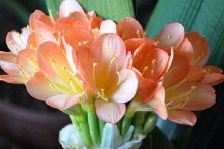 油菜缺少氮、磷、钾等元素会怎么样？