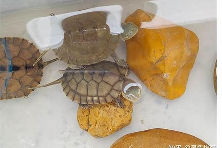 种芒果施什么肥