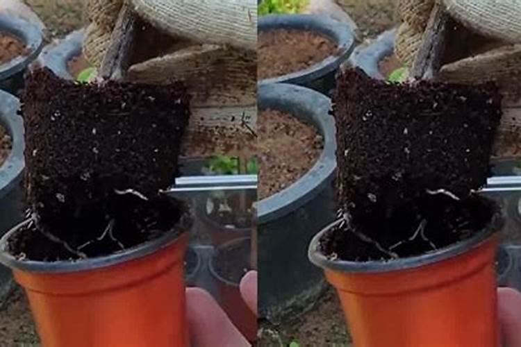 插技植物未生根能喷洒叶面肥吗？为什么？