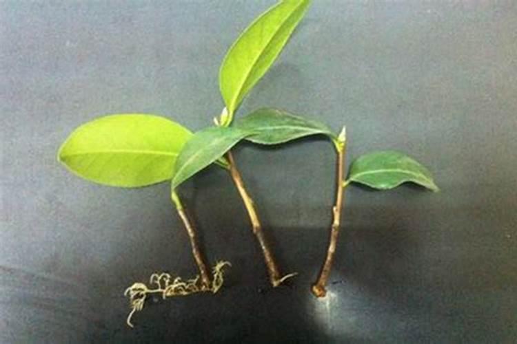 请问扦插的时候,给叶面喷施点叶面肥,可否促进成活？抑或更容易死？