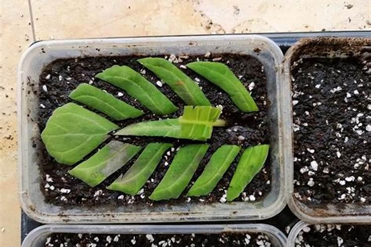 扦插金银花萌芽了可以喷叶面肥吗？