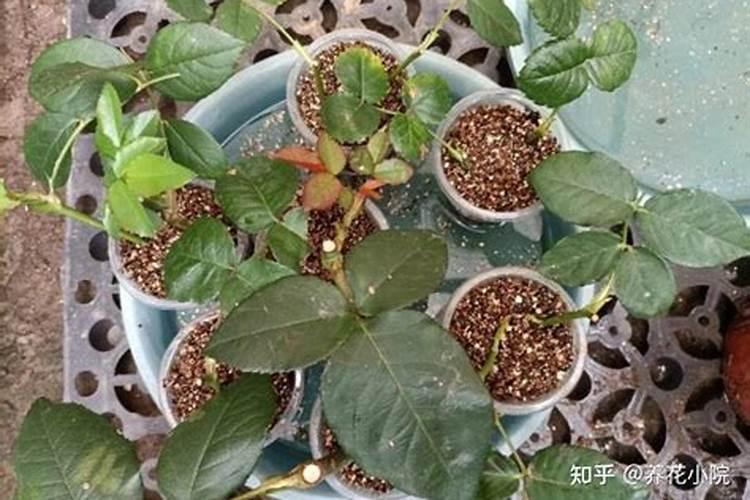 促进植物生根的方法是什么？