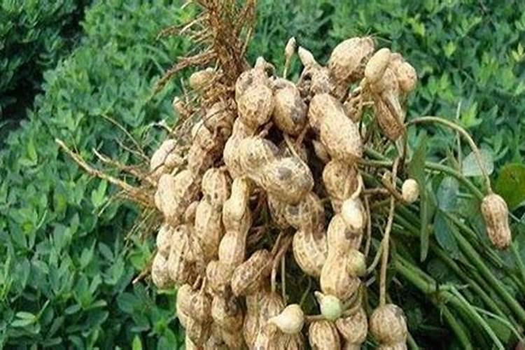 种花生用什么肥料最好,怎么施肥