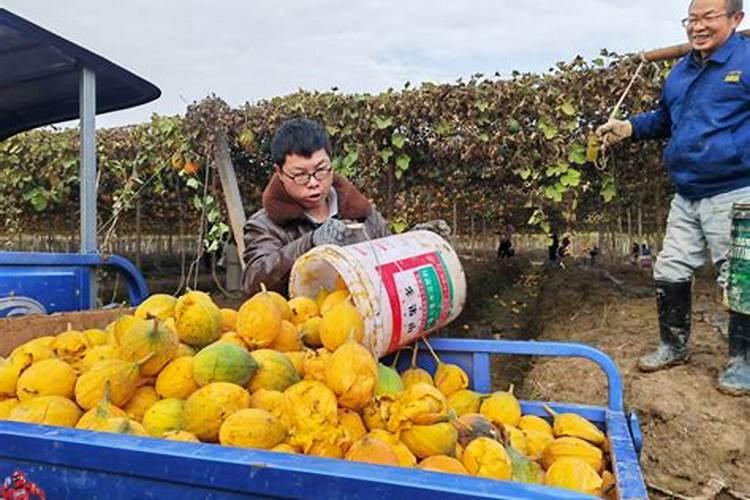 种植瓜蒌的时候,有什么方面是需要注意的？