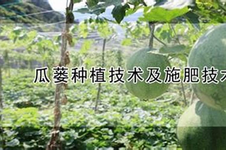 瓜蒌的种植方法和时间