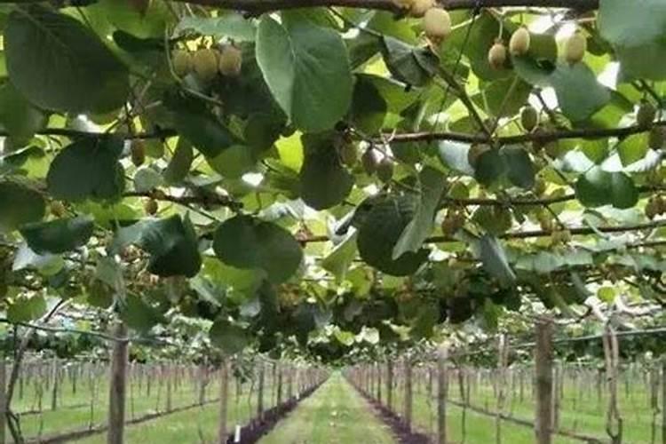 辣椒播种育苗技术分享