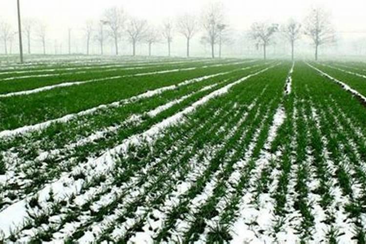 二铵和尿素做追肥,能一起用吗