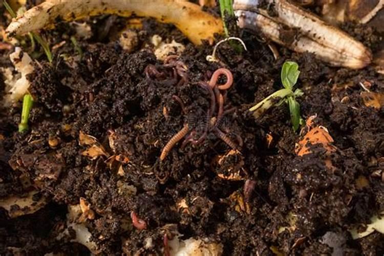 用什么手段能把厨余垃圾处理成可用的肥料