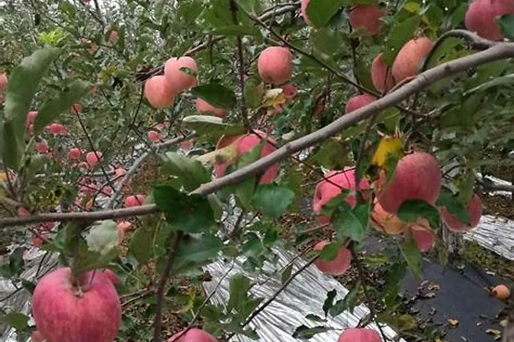 苹果树管理要点,苹果树土肥水管理技术