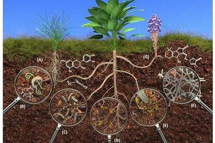 氮肥主要作用有哪些？如何提高氮肥利用率？