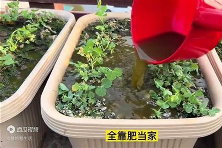 豌豆采收后处理很关键,豌豆采后怎么处理？