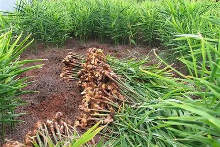 对于种菜施肥而言用什么肥料比较好呀