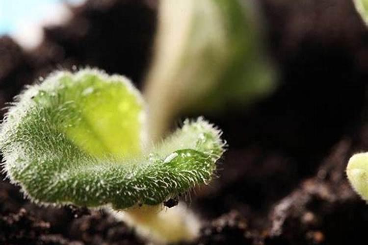 甜瓜座果期用什么叶面肥效果好？甜瓜挂果期用哪种水溶肥效果好？