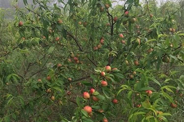 桃树各时期氮磷钾配方