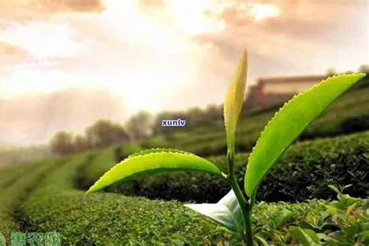 长寿花施什么肥料开花