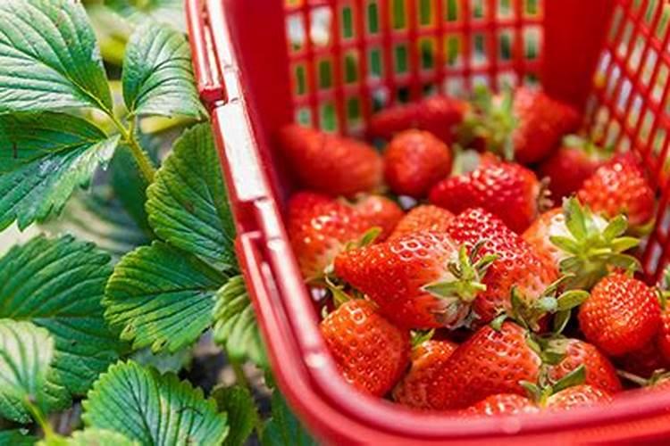 猕猴桃用什么肥料好