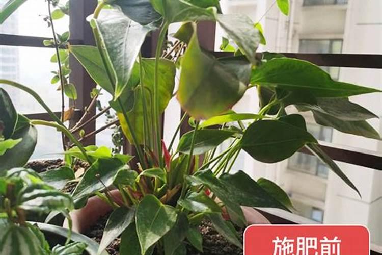 给红掌施什么样的肥好