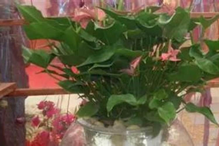 红掌夏季能施肥吗？养殖红掌正确的施肥方法