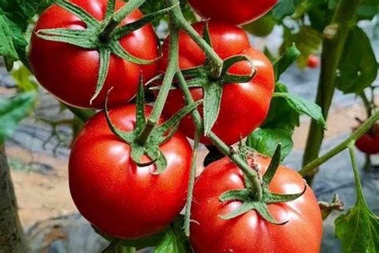 普罗旺斯西红柿亩产量多少斤？