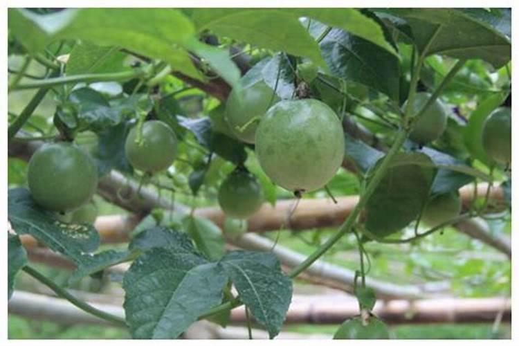 在草莓种植过程中需要补钙吗 草莓缺钙怎么办用什么补钙最好