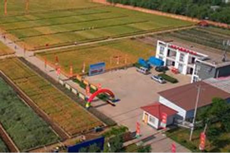 三年左右的巨丰葡萄央多少钱一株？