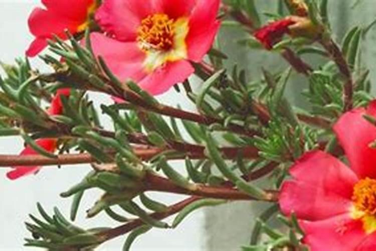 松红梅施什么肥最好