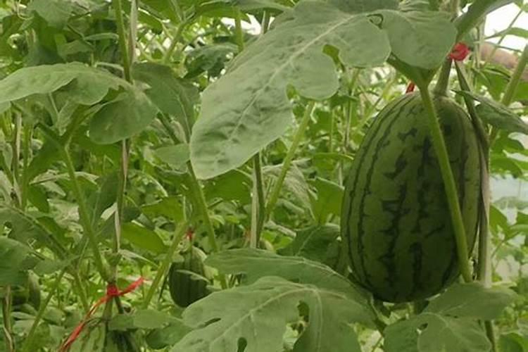 氨基酸水溶肥的主要成分有哪些